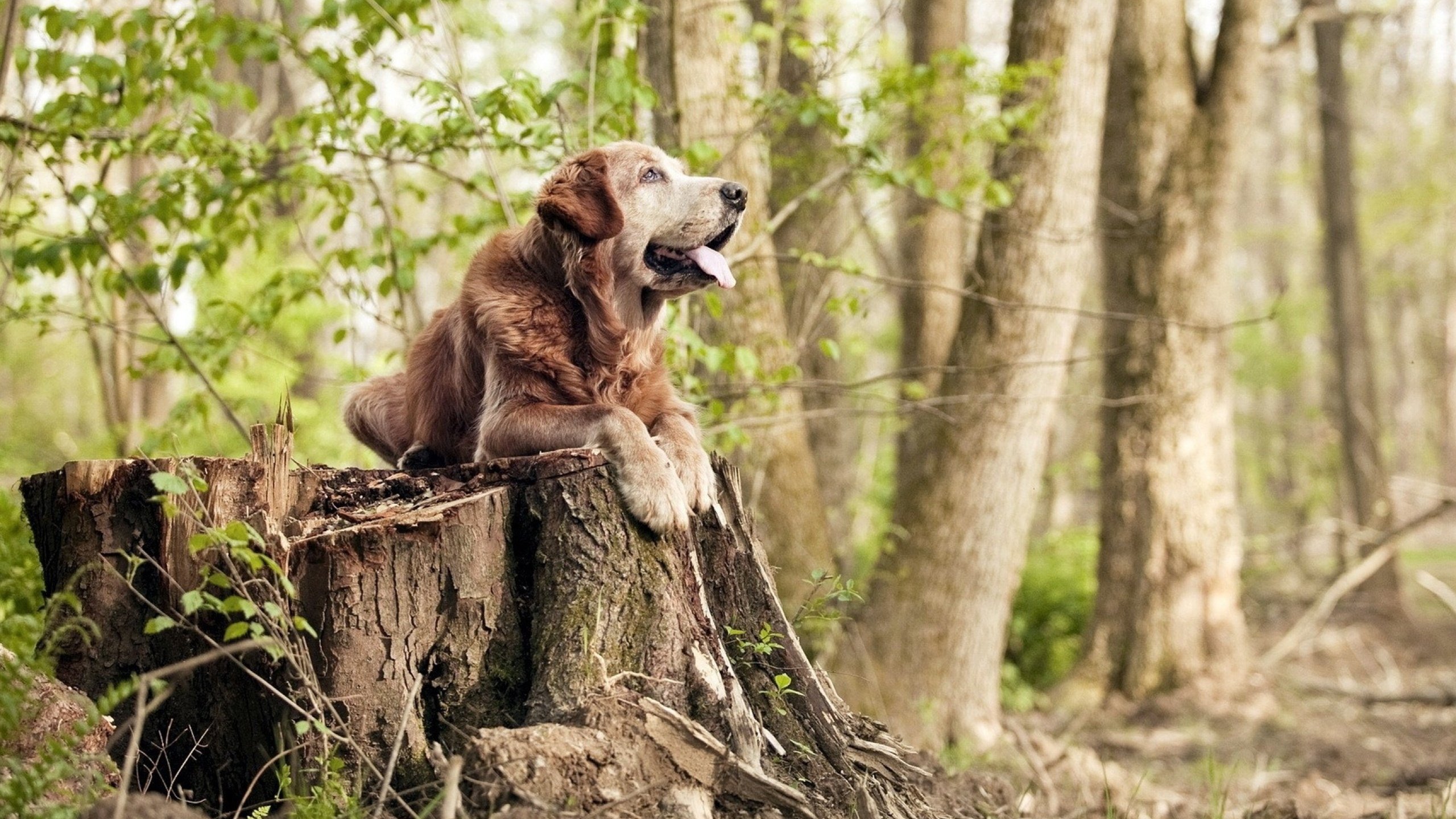 伦纳德统治级数据闪耀，独行侠险胜浙江队终场时刻