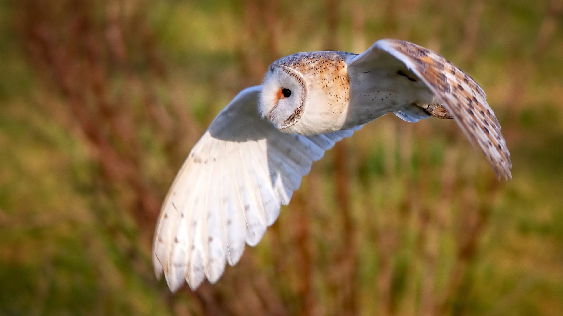 开云体育平台APP-绿茵救赎记，哈弗茨对阵拉齐奥的救赎之战