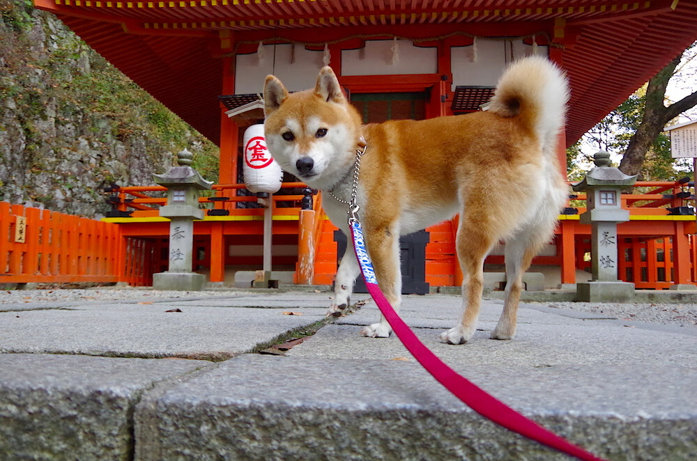 绿墙前的刺客，当贝蒂斯打穿加纳，皮克如何成为跨洲关键先生