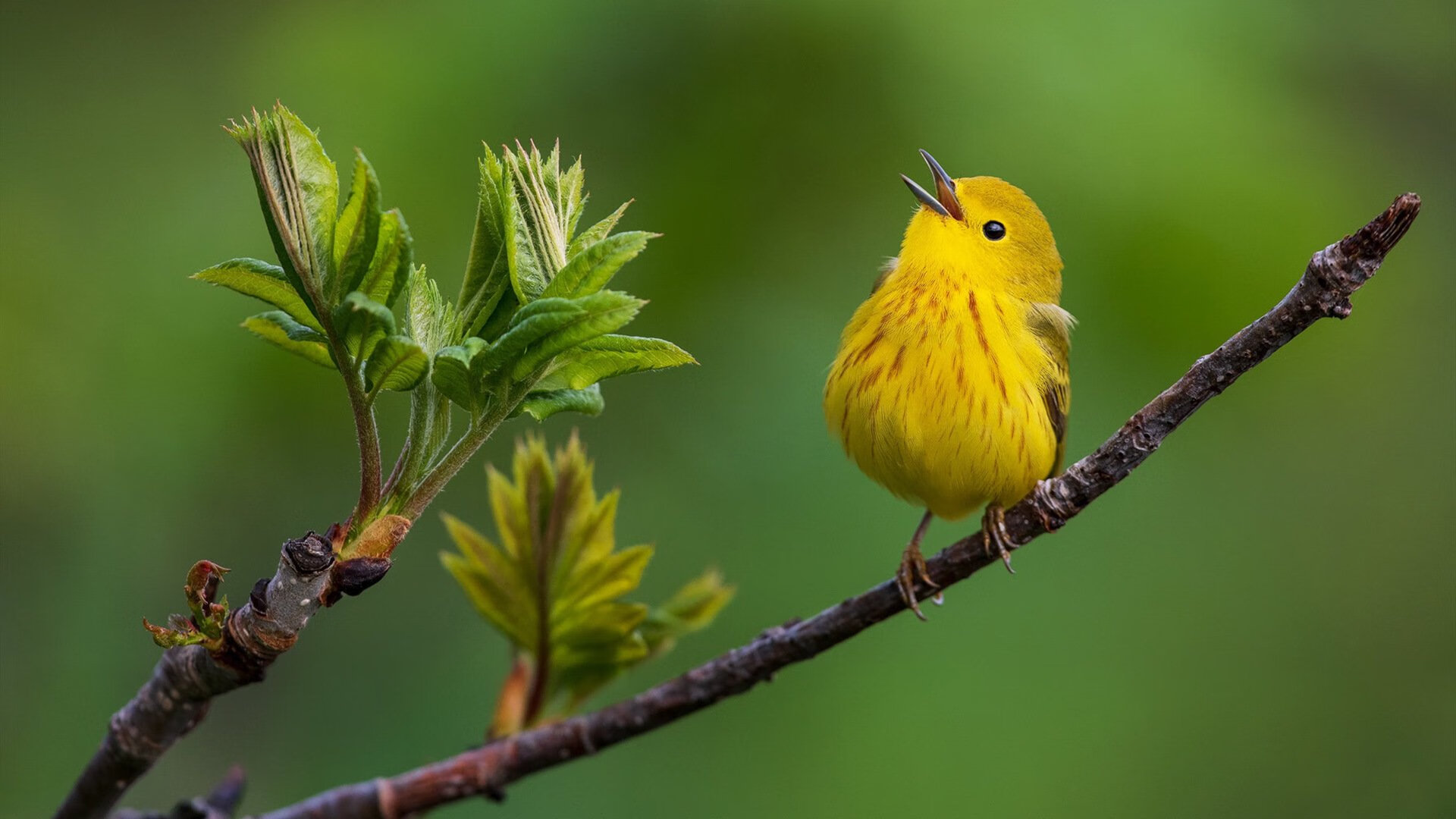 雄鹿的克莱时刻，神射拯救密尔沃基生死战