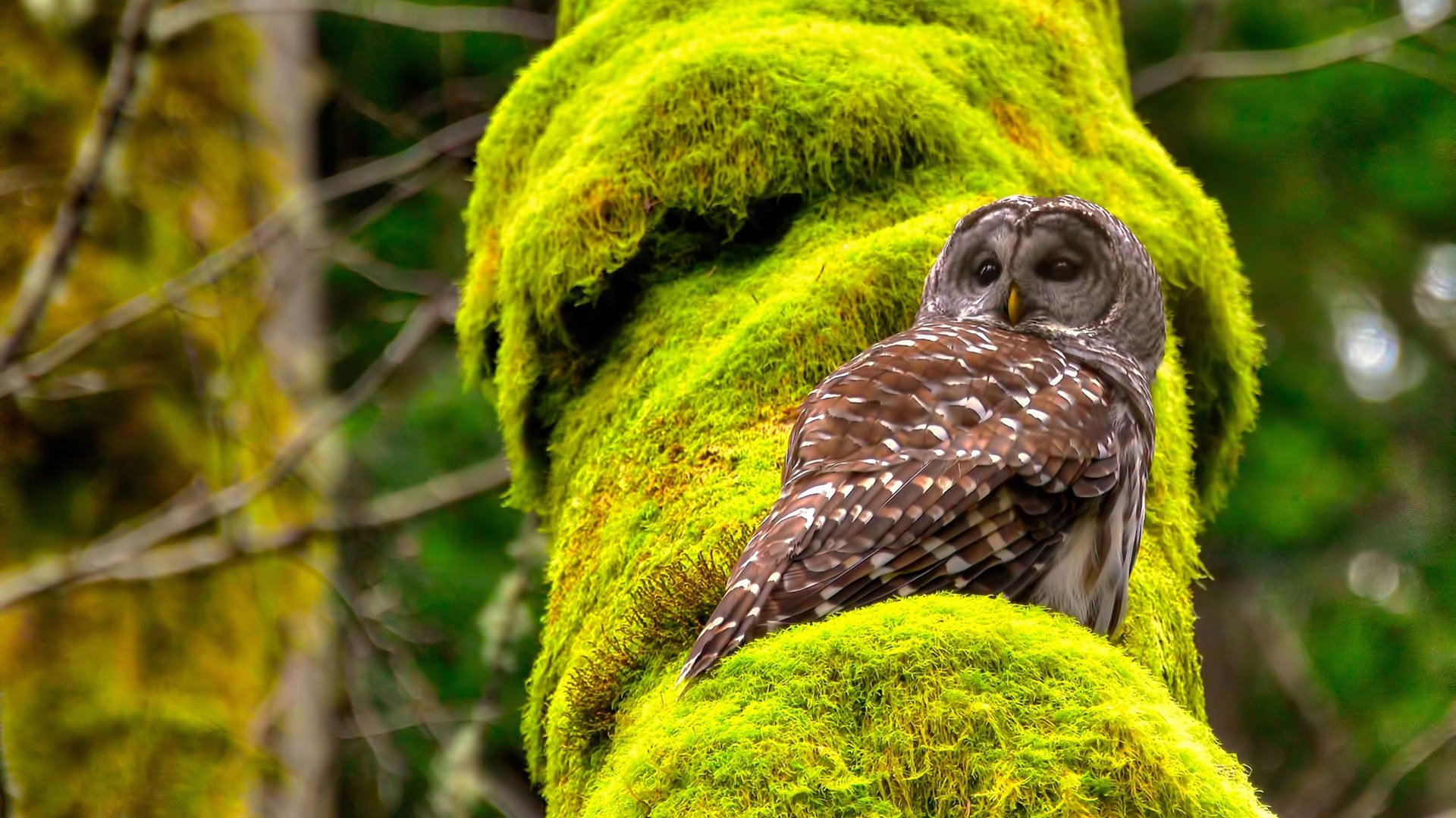 爆冷之夜的唯一主角,凌晨4点训练的人,如何成为牙买加关键先生