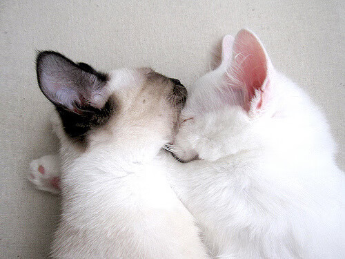 硅与金的碰撞,当欧冠的喧嚣遇见篮筐的沉默—记那场山西队翻盘湖人的跨维度对决