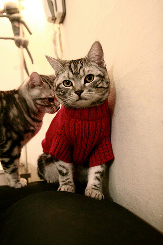 当钢铁公牛驶向德甲之巅,一场打穿壁垒的争冠启示录