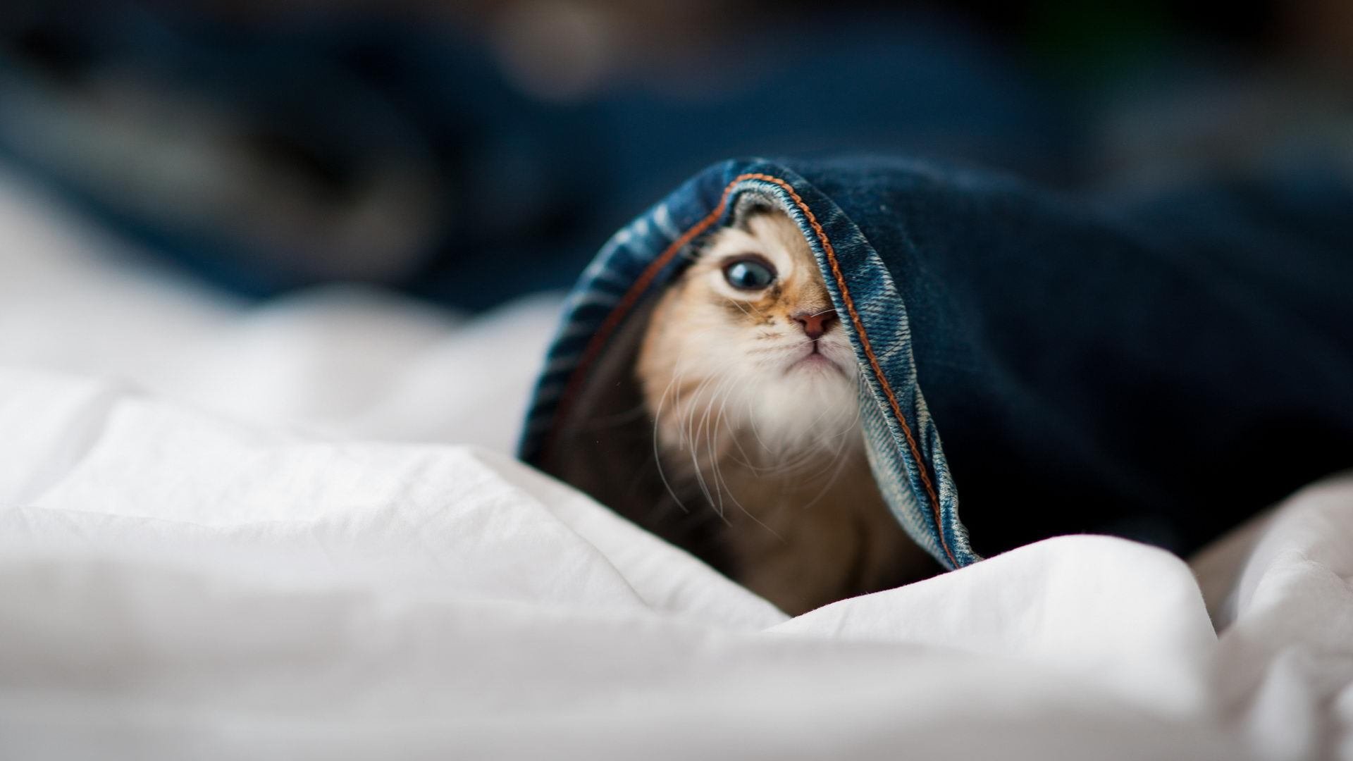 蓝桥遗梦与亚平宁闪电，当切尔西哲学在欧冠之巅绽放