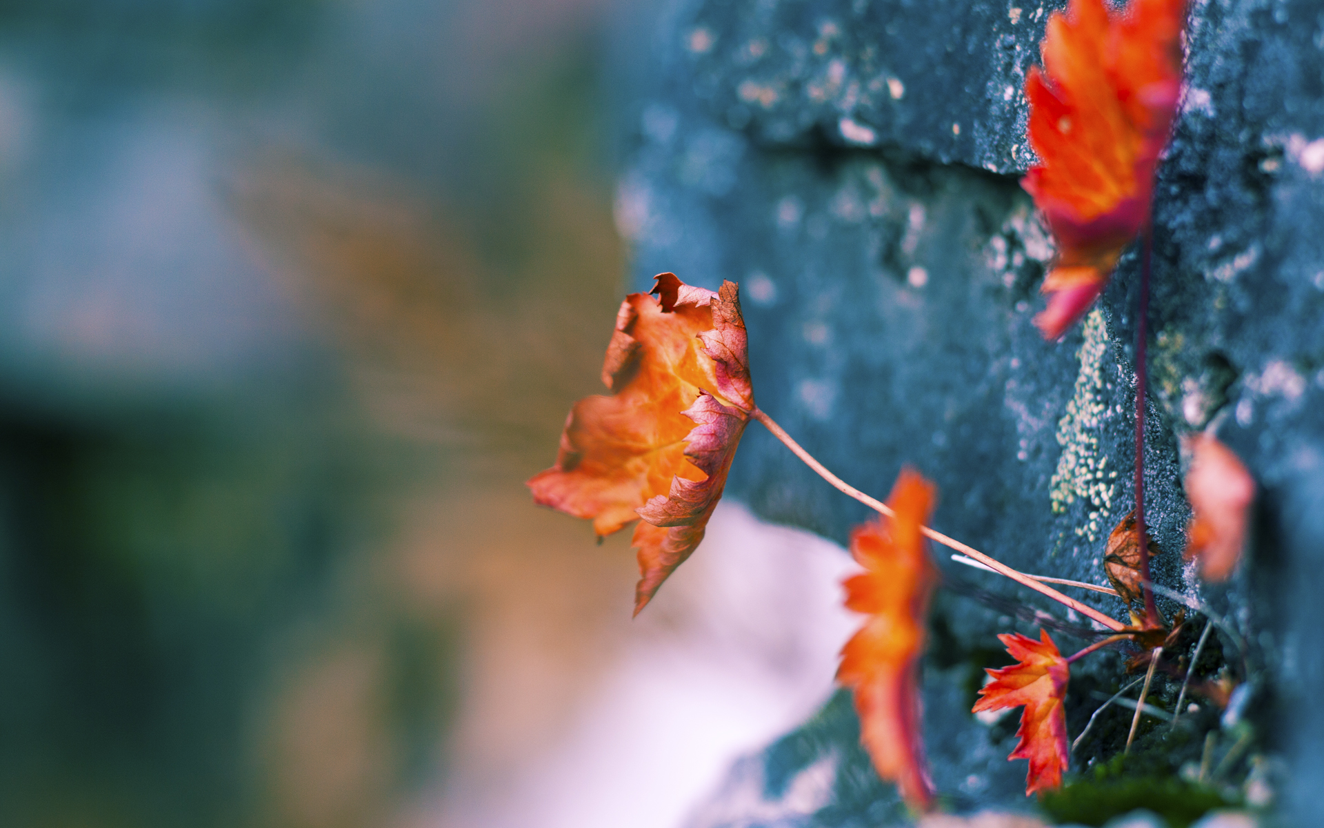 落叶击穿黎明，激流逆转红潮