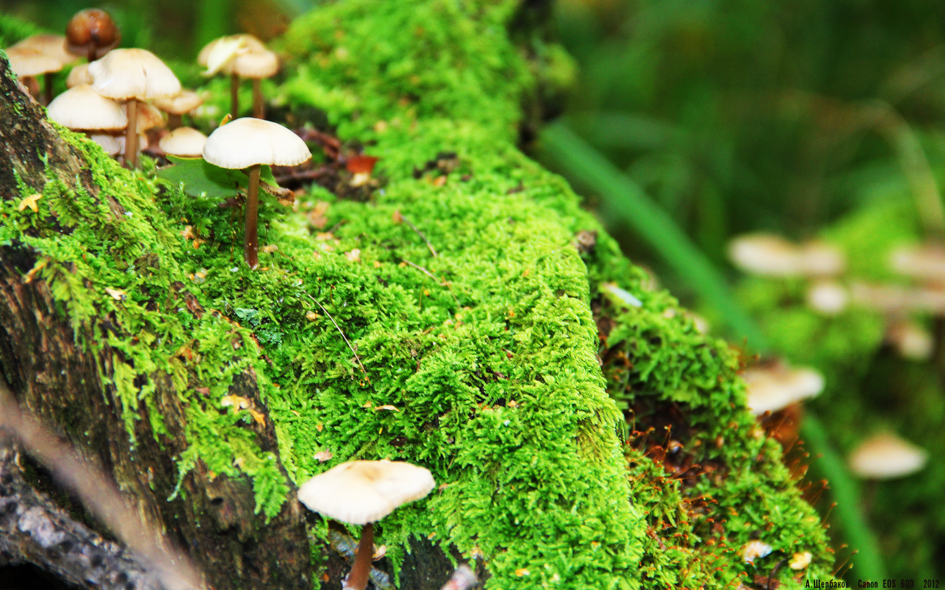 跨界奇迹，牙买加争冠战爆冷胜阿森纳，京多安季后赛抢七接管比赛书写传奇