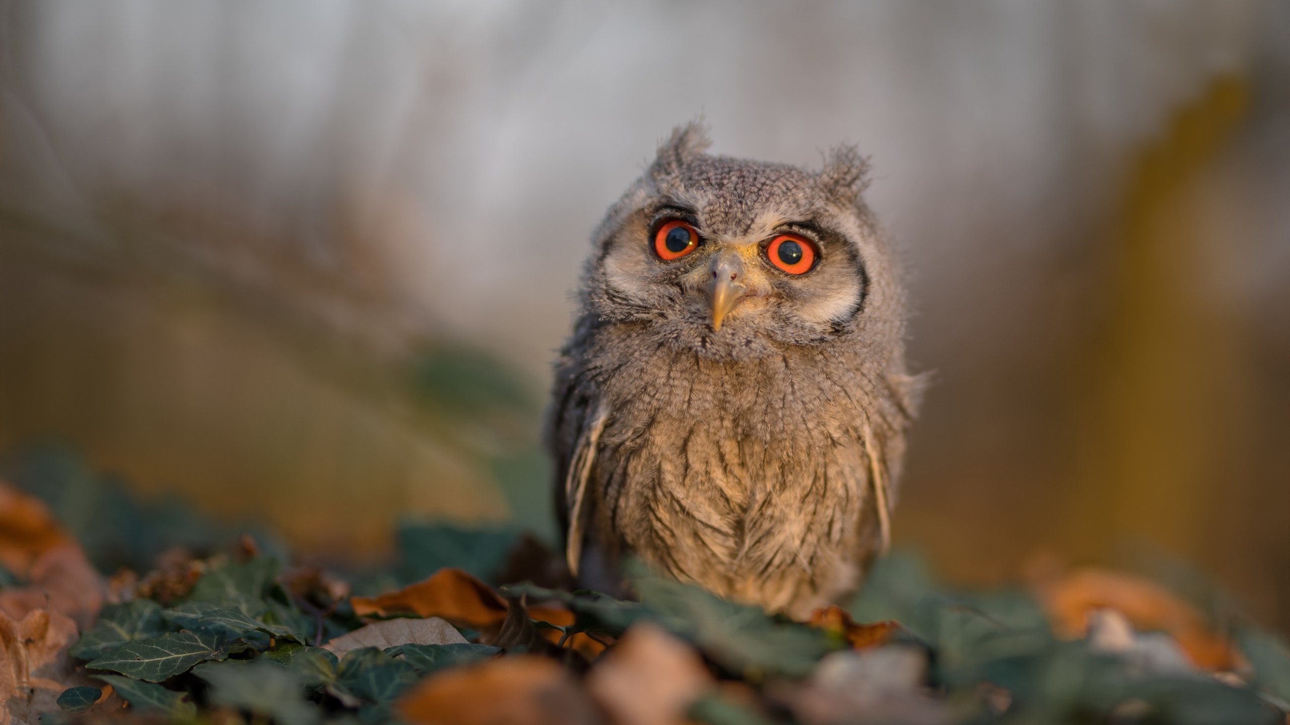 英雄密码，从广厦以柔克刚到德甲刚柔并济的争冠哲学