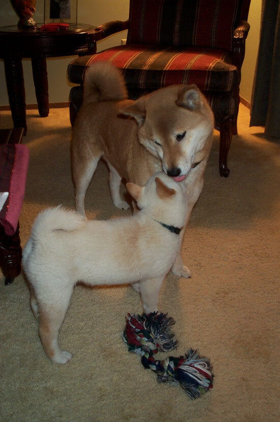 绿茵传奇，个人英雄主义与团队荣耀的交响