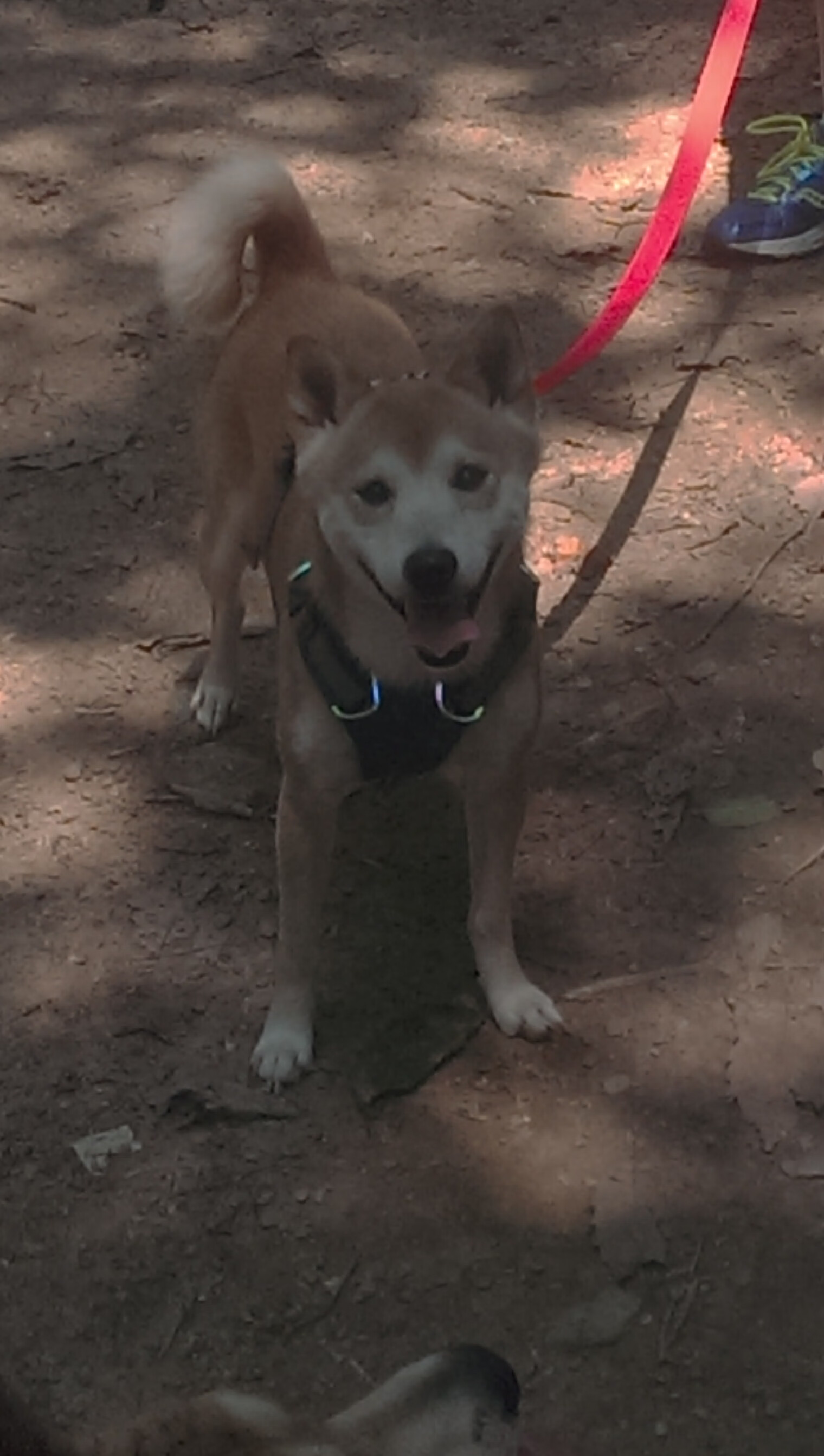 世界排名争夺战之夜,克瓦拉茨赫利亚的无解魔法让对手窒息