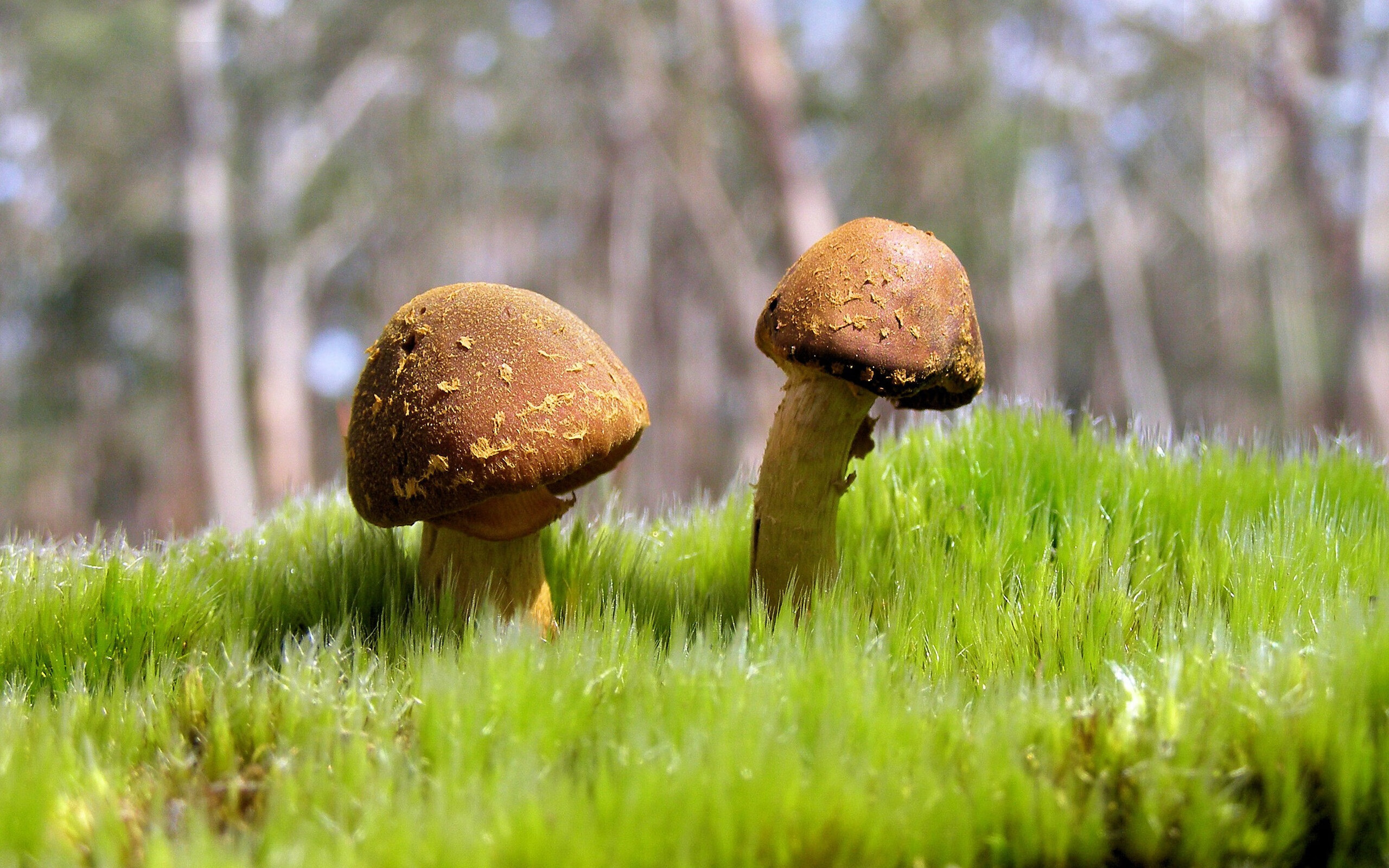 魔术觉醒！强势晋级爵士，小贾伦·杰克逊成制胜关键