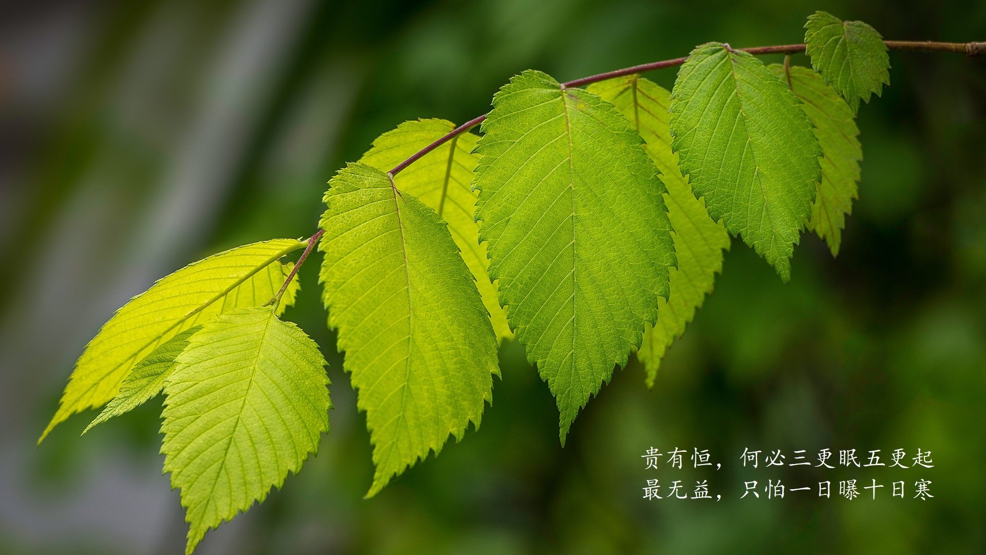 诸神黄昏的冷雨，2026世界杯，一场被复仇改写的秩序